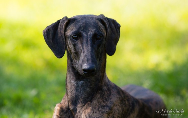 sloughi Quetshadee Alexstrasza