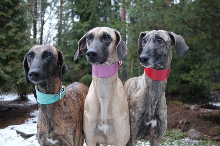 sloughi kennel quetshadee alexstrasza quetshadee rhaegal harani el nadiya de la berondiere