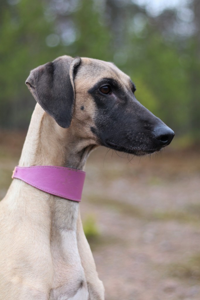 sloughi Quetshadee Rhaegal