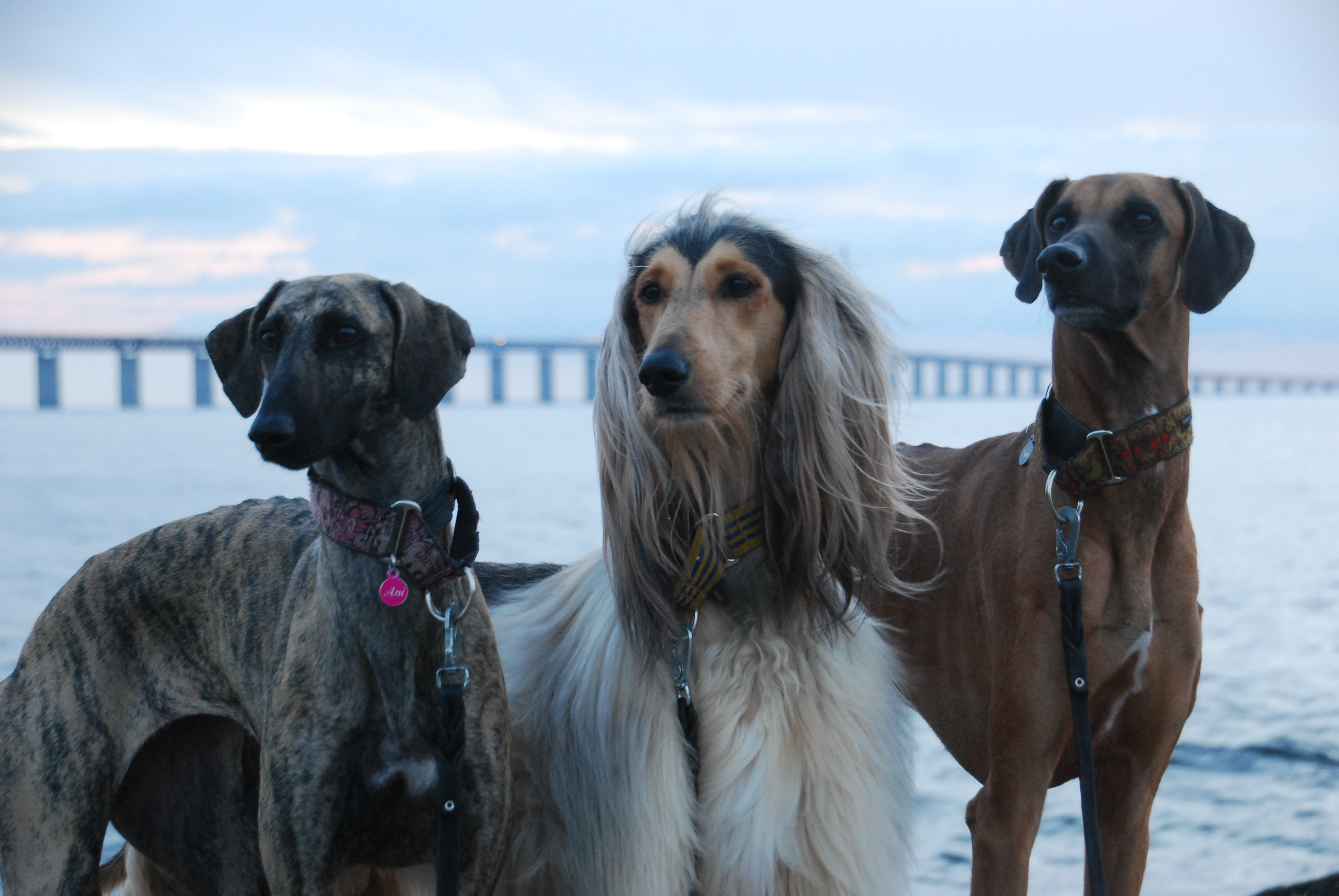 sloughi afgaaninvinttikoira Harani el Nadiya de la Berondiere Punapaulan Lakimies Elegantin Magnetiitti