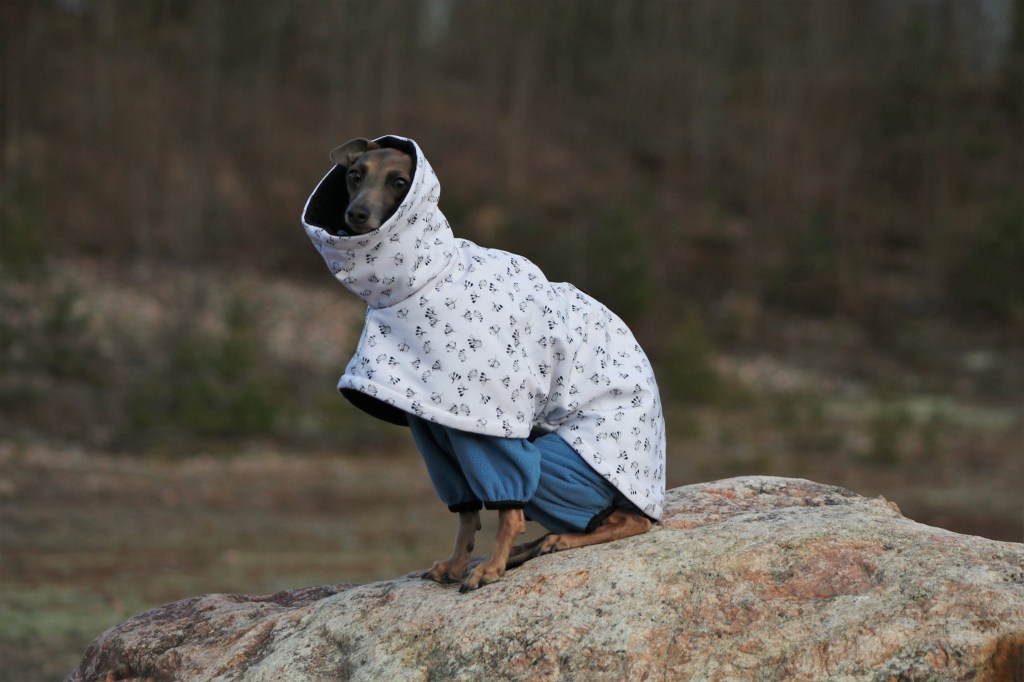 italian greyhound Canis Nobilitas Cataleya