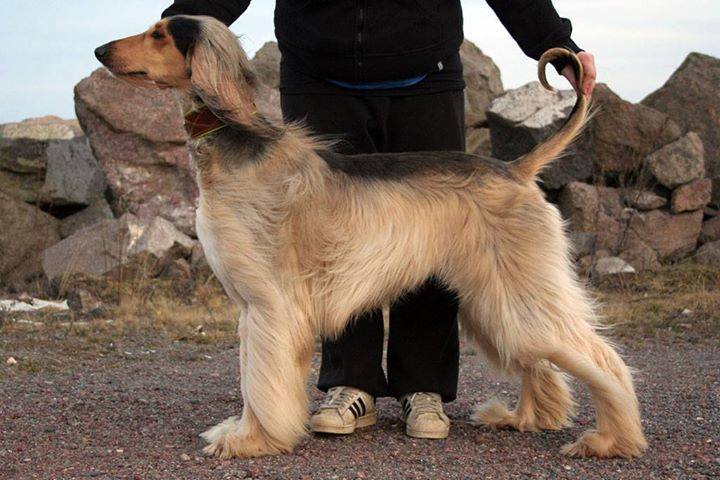 afghan Punapaulan Lakimies Åke