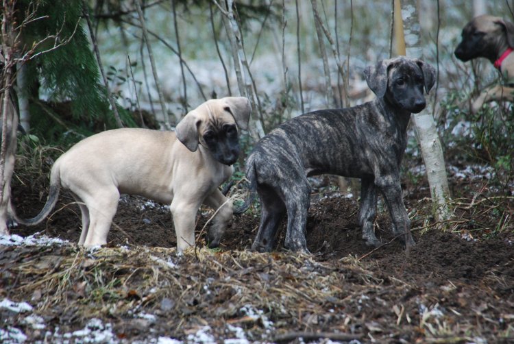 sloughi sloughipentuja sloughipentue