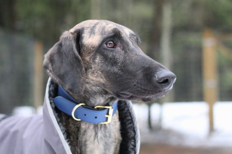 sloughi Quetshadee Scatha