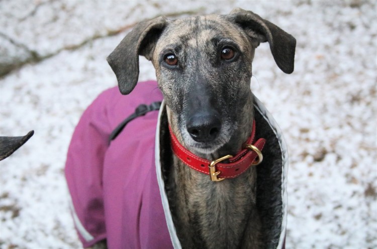 sloughi Harani el Nadiya de la Berondiere