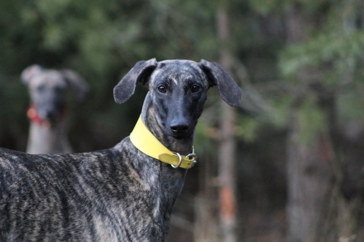 sloughi Quetshadee Zby