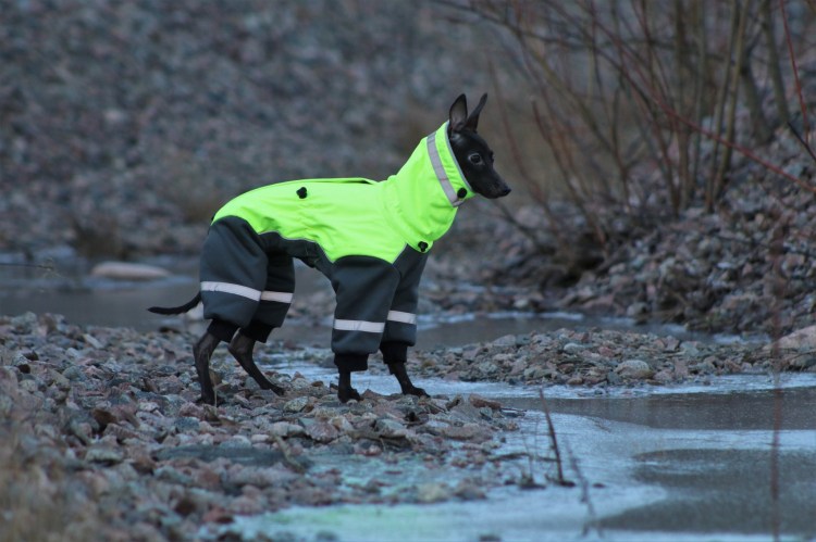 italian greyhound Kurnous Olwen