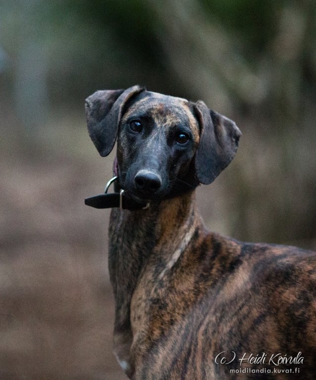 Quetshadee Alexstrasza