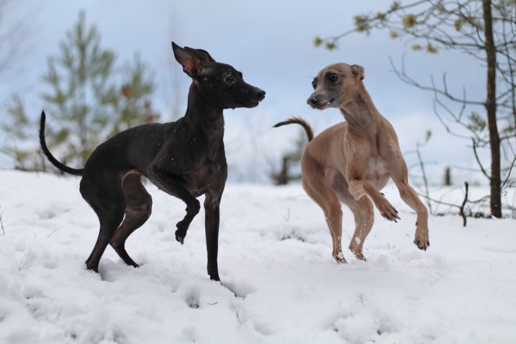 Kurnous Olwen Canis Nobilitas Cataleya