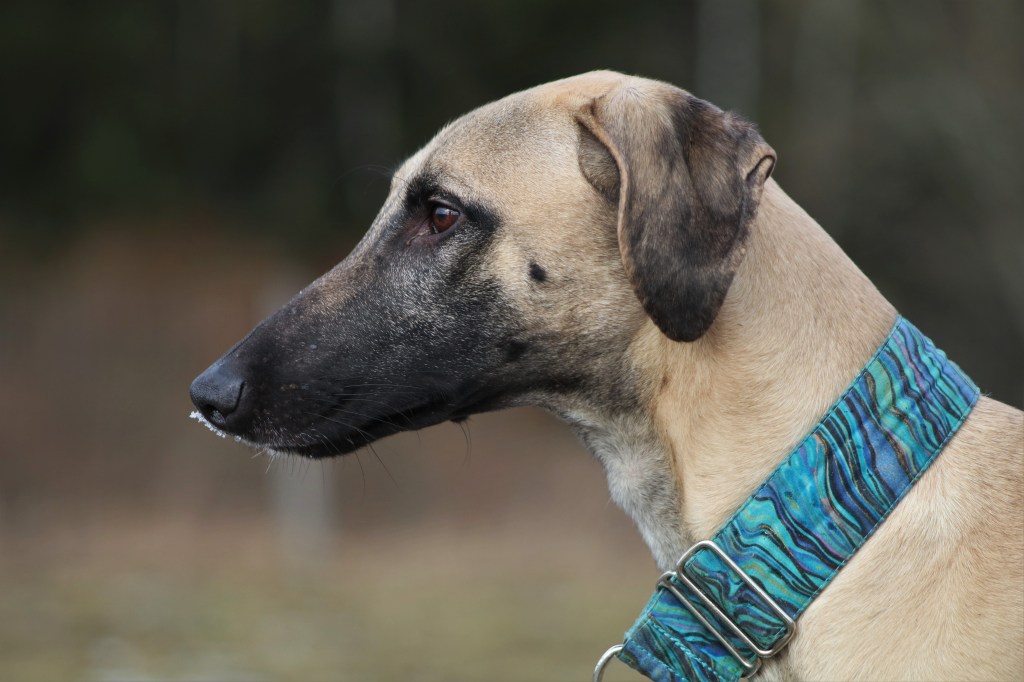 Quetshadee Orodromeus